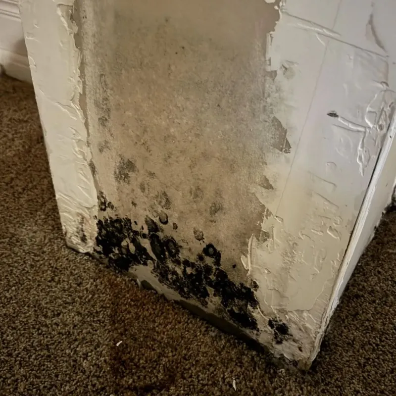 Professional Mold Removal in McCracken County, KY